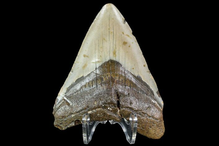 Fossil Megalodon Tooth - North Carolina #108897